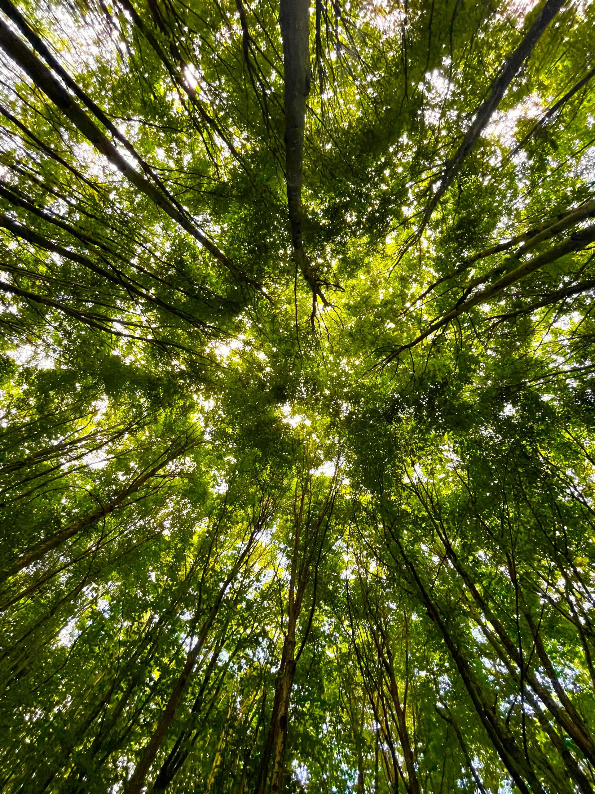 pexels-tuba-mutlu-517633913-29249020